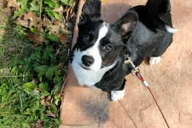 Black And White Boston Terrier Pitbull Mix Pin By Blackbird Design Studio On Woof Woof Corgi Terrier Mix Terrier Mix Terrier