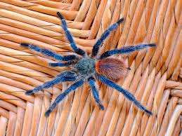 Image result for Tridactyle gentilii