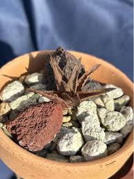 Image result for Aloe mossurilensis