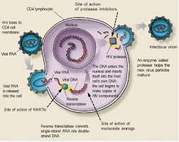 Image result for Nucleoside Reverse Transcriptase Inhibitor