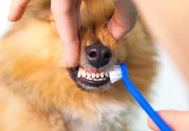 In fact, not only are dogs and cats prone to periodontal disease at a young age, but teeth that. Pet Dental Health Must Have Healthy Paws
