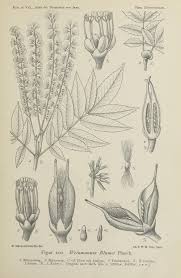 Image result for Cunoniaceae