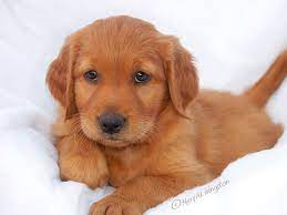We dog door train, begin crate training plus our puppies use a litter box to potty. Redtail Golden Retriever Puppies Redtail Golden Retrievers