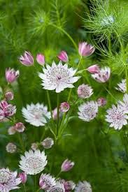 To get the most out of your garden, we recommend planting in a mix of one of the longest flowering perennials, yarrow is a bee and butterfly magnet. Astrantia Major Astrantia Major Flower Seeds Plants