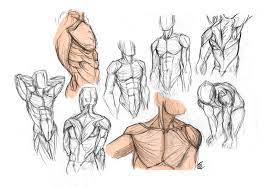 Learn how to draw man's body muscles torso anatomy for muscular guy or superhero body type. Anatomy Male Torso By Kiilkannibble On Deviantart Muzhskoj Tors Anatomiya Anatomiya Cheloveka