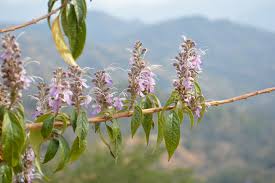 Image result for Caryopteris odorata