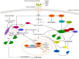 Check spelling or type a new query. Crosstalk Between Apoptosis Necrosis And Autophagy Sciencedirect
