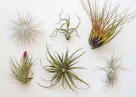 Care For Air Plants 6 Tricks To Keep Them Alive Sunset Magazine Air Plants Care Air Plant Garden Air Plants