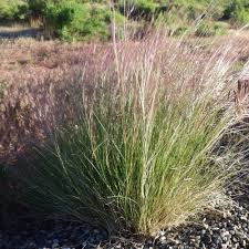 Image result for Aristida transvaalensis