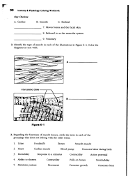 The, cardiovascular, system, anatomy, and, physiology, coloring, workbook, answers created date: Heart Anatomy Coloring Worksheet Template Library