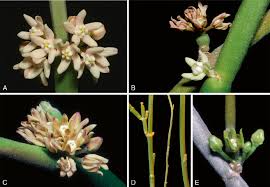 Image result for Cynanchum viminale