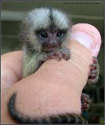 Baby Marmoset Monkeys For Sale Pet Monkey Cute Baby Monkey Finger Monkey