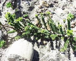 Image result for Euphorbia epicyparissias