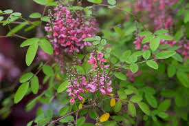 Image result for Indigofera roseo-caerulea