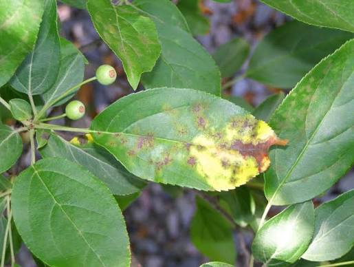 Apple Scab Fungus on Oakland County Crabapple Trees - Owen Tree Service