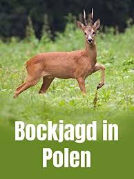 Jagd Auf Rothirsch Muffel Und Keiler In Ungarn Rothirsch Auf Jagd Muffel Rothirsch Jagd