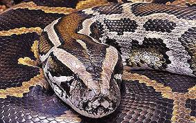 Jun 02, 2021 · seekor ular sawa sepanjang enam meter ditemui di dalam enjin kereta di sebuah bengkel di kampung batu 25, pekan nanas, dekat pontian malam tadi. Ular Terbesar Tiger Python Sifat 2021