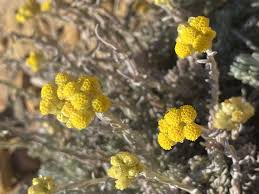 Image result for Helichrysum cephaloideum