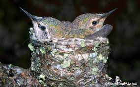 Ask Monique Hummingbird Orphans Or Not Native Animal Rescue