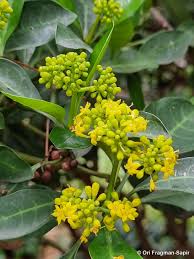 Image result for Psychotria capensis