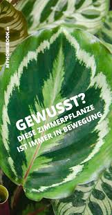 Diese Beliebte Zimmerpflanze Bewegt Sich Standig Pflanzen Zimmerpflanzen Pflanzenblatter