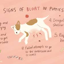 Home remedies for cat vomiting and upset stomach. Treating Bloat In Puppies