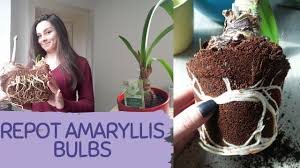 Fill in around the bulb. How To Repot Amaryllis Bulbs At Home Easily How To Transplant Amaryllis Bulb Not Damaging The Roots Youtube