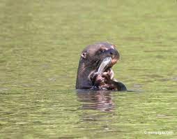 Amazon Forest Image Tour Giant River Otter Amazon Forest River Otter