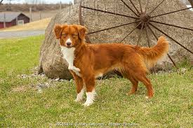 Image result for nova scotia duck tolling retrívr