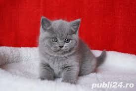 Vezi anunturi si contacteaza direct proprietarul. British Shorthair Blue Par Scurt 2 Luni Invatate La Litiera Brasov Animale Publi24 Ro