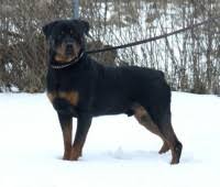 We are dedicated to preserving the rottweiler breed and are code of ethics rottweiler breeders. Rottweiler Puppies For Sale In Ohio