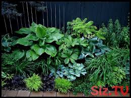 Schone Schattige Grenze Garten Design Hosta Garten Garten