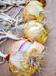 Just loosen the onion bulbs out of the soil using a garden fork. 7 Secrets To Harvesting Curing And Storing Onions Garden Betty