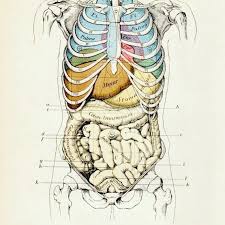 How to draw a rib cage really easy drawing tutorial. Illustration Human Rib Cage Over Lungs Heart Other Lower Intestine