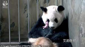 Chinese Panda Breeding Base Welcomes Its Heaviest Cub Daily Mail Online