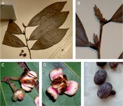 Image result for Uvariodendron