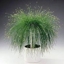 Image result for Isolepis