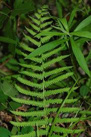 Image result for Thelypteris confluens