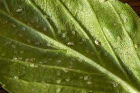 Sevin is not labeled for white flies. White Fly Control And Treatments For The Home Yard And Garden