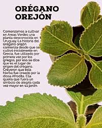 Vea pues, aquí el común es este, el orejón. Al otro se le llama de Castilla  o ACETAMINOFÉN. . El orégano orejón es una variedad de orégano que se  caracteriza por sus