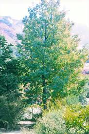 Image result for Acacia dealbata