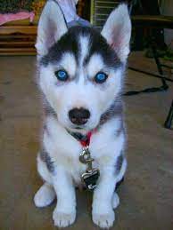 Siberian Husky Puppies For Sale Cute Husky Puppies White Husky Puppy Husky Puppy