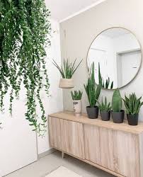 Discover 67 snake plant designs on dribbble. Snake Plant Care Guide That Planty Life Snake Plant Decor Snake Plant Snake Plant Care