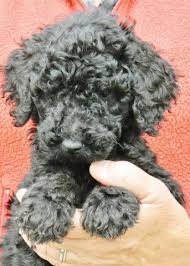 If you want to adopt a newfoundland puppy, you should start by understanding the breed's temperament. Akc Black Standard Poodle Puppies For Sale In Wellington Colorado Classified Americanlisted Com