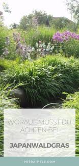 Ein Wahrer Schatz Ist Das Japanwaldgras Sein Unglaublich Eleganter Weicher Blattschopf Saumt Wege Und Kanten Ich Liebe Dieses Gras Wei In 2020 Pflanzen Stauden Gras