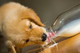 Answers pet food goat milk. The Rave About Raw Goat S Milk For Pets Pet Pros Pet Store