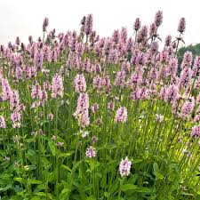 Image result for Stachys
