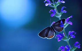 You can download best butterfly desktop backgrounds. Beautiful Full Screen 3d Butterfly Wallpaper Hd Pictures