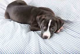 pitbull lab mix everything you need to