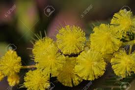 Started in italy in 1946, the mimosa flower became the custom flower to celebrate this day. Mimosa Flowers Or Acacia Dealbata In Bloom Very Close Up Symbol Stock Photo Picture And Royalty Free Image Image 104347151
